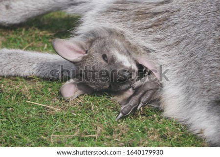 Wallaby baby in mother's pouch