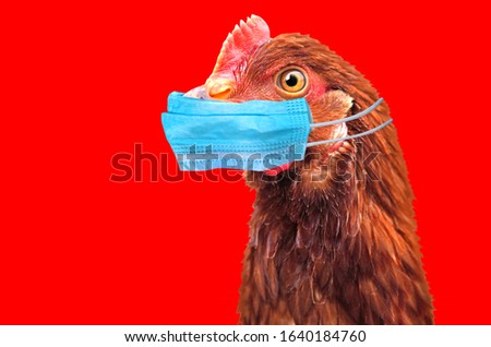 Bird flu H5N1 in China concept with chicken portrait and medical protective mask. Royalty-Free Stock Photo #1640184760
