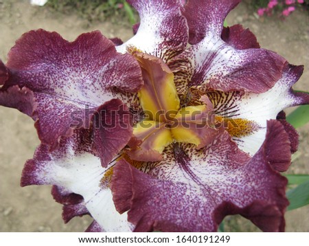 Iris flower in a botanical garden, Yalta