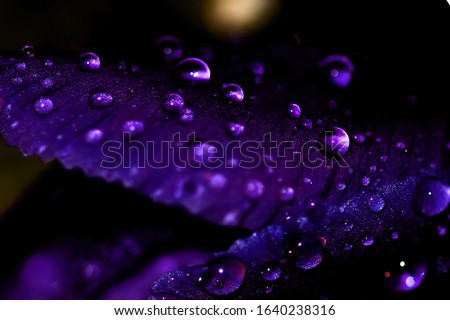 Beautiful drops on the petals of a blue-violet flower