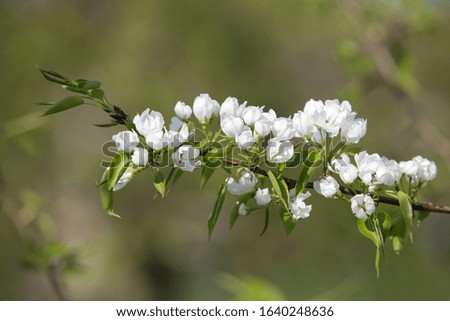 Spring. Closeup flowering branch with white flowers. Selective focus. Copy space. 