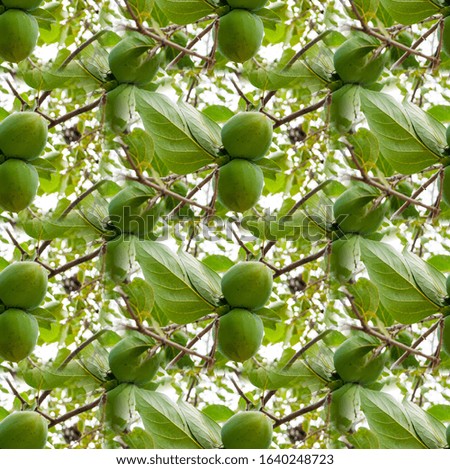 A seamless texture, an endless pattern from the photo - a garden with the fruits of green persimmon. Background for site, blog or application, textiles, wallpaper, packaging. Green summer fruit
