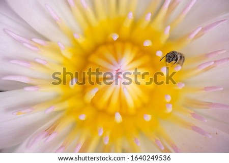 Photo of beautiful pink lotus flower
