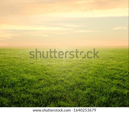 A front selective focus picture of green grass field in the morning sunrise at a golf course.
