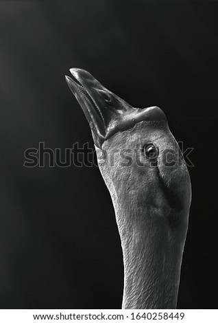Black & White Duck Head Photography.