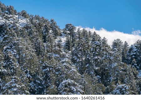 Pine forest under snow, Mugla , Turkey