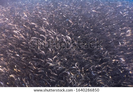 Close up picture of a school of sardines