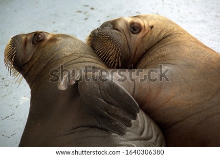 Walrus hugging ; Love and walrus