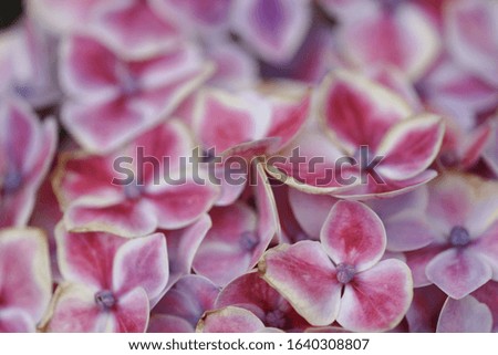 hortensia flower close up. Artistic natural background. flower in bloom in spring

