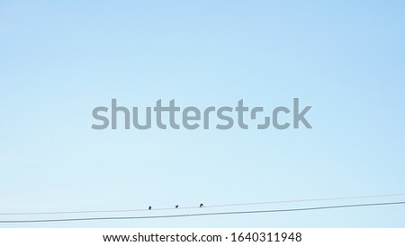 The background image of the evening blue sky Paint with some white clouds Decorated with the shadow of the little birds perched on a beautiful, long draped flame