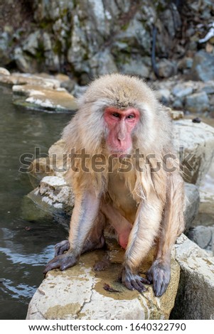 Japanese macaque - Snow Monkey - at Jigokudani Monkey Park,  Yamanouchi, Nagano Prefecture, Japan