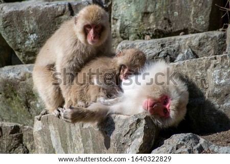 Baby Japanese macaque - Snow Monkey - drink water at Jigokudani Monkey Park,  Yamanouchi, Nagano Prefecture, Japan
