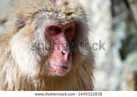Close up of a Japanese macaque - Snow Monkey - at Jigokudani Monkey Park,  Yamanouchi, Nagano Prefecture, Japan