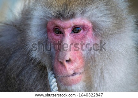 Close up of a Japanese macaque - Snow Monkey - at Jigokudani Monkey Park,  Yamanouchi, Nagano Prefecture, Japan