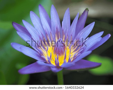 A beautiful purple lotus flower with yellow pollen