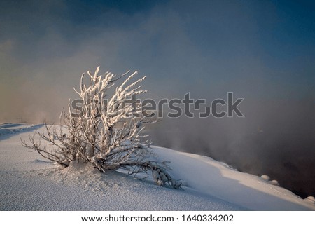 
Bush in the snow. Winter nature sunset tree silhouette. Winter sunset tree snow patterns. Dense fog over the river in winter. Sunrise in the thick winter fog. Christmas and New Year holidays