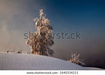 
The texture of the snow. Winter nature sunset tree silhouette. Winter sunset tree snow patterns. Dense fog over the river in winter. Sunrise in the thick winter fog. landscape Christmas and New Year