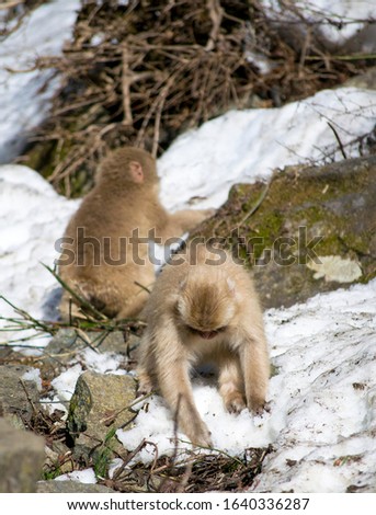 Baby Japanese macaque - Snow Monkey - at Jigokudani Monkey Park,  Yamanouchi, Nagano Prefecture, Japan