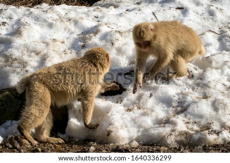 Japanese macaque - Snow Monkey - at Jigokudani Monkey Park,  Yamanouchi, Nagano Prefecture, Japan