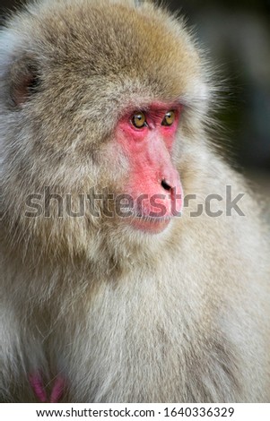 Close up of Japanese macaque - Snow Monkey - at Jigokudani Monkey Park,  Yamanouchi, Nagano Prefecture, Japan