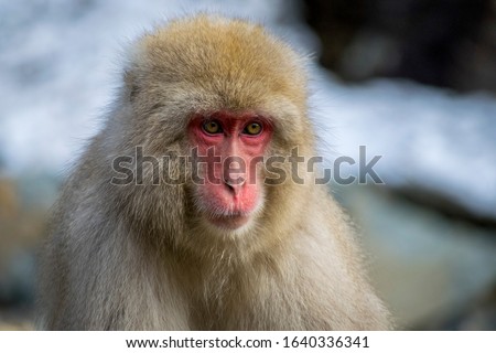 Close up of Japanese macaque - Snow Monkey - at Jigokudani Monkey Park,  Yamanouchi, Nagano Prefecture, Japan