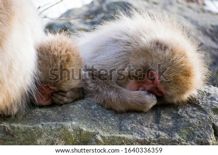 Family of Japanese macaque - Snow Monkey - at Jigokudani Monkey Park,  Yamanouchi, Nagano Prefecture, Japan