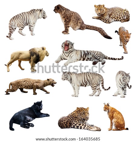 Set of  wildcats. Isolated over white
