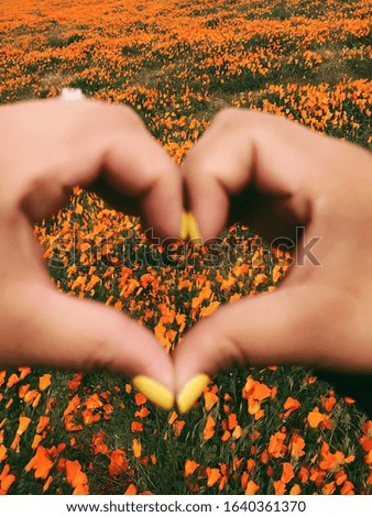 Heart hands around the poppy fields