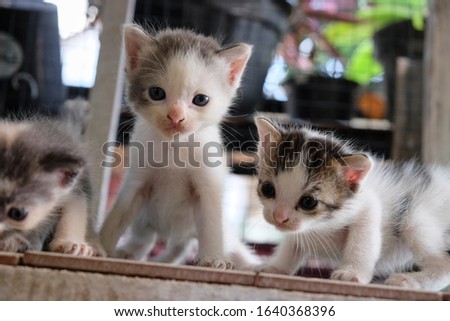 Cute kitten of kucing kampung or Indonesian domestic cat. selective focus