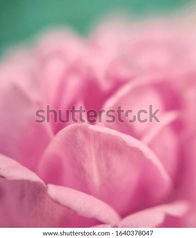 patterned petals of rose flower