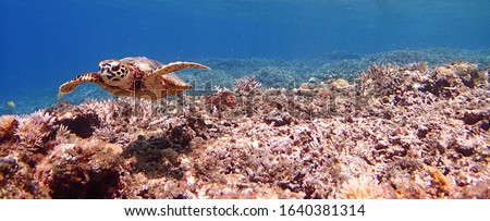 Beach Snorkeling with sea turtle on Zamami Island, Kerama Islands, Okinawa, Japan