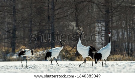 Dancing Cranes. The ritual marriage dance of cranes. The red-crowned crane. Scientific name: Grus japonensis, also called the Japanese crane or Manchurian crane, is a large East Asian Crane.
