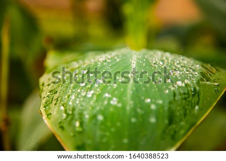 Closeup of green foliage with dewdrops. Blur, Soft focus, selective focus. 