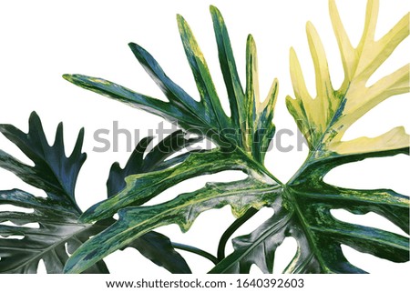 Variegated Foliage Leaves of Philodendron Plant Isolated on White Background Natural Pattern Background