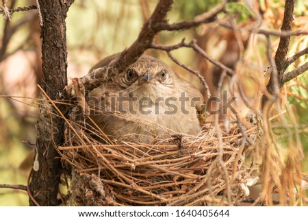 A ferocious bird in a nest on a tree