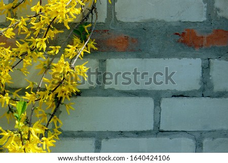 Branch with yellow flowers over brick wall background with a lot of copyspace for text. Abstract texture backround. White brick wll and plant.