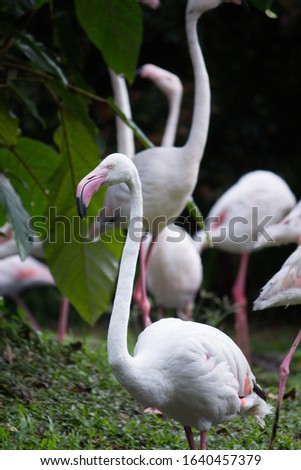 Greater Flamingo, Phoenicopterus ruber, beautiful pink big bird in dark blue water, evening light, animal in nature environment, Camargue.