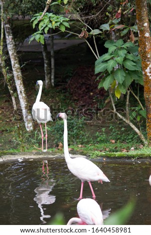 Flamingo bird in the zoo area.