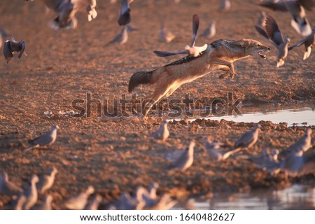 Black Backed Jackal, Canis Mesomelas, african fox-like canid hunting doves. Animal action scene, hunting behavior. Jumping jackal, trying to catch bird. African wildlife photo, Kgalagadi, Botswana.