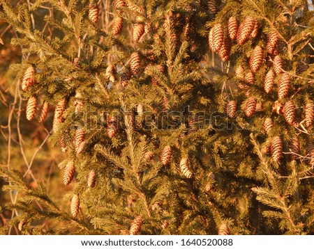 bright natural picture of many cones on spruce branches close-up in a forest or park