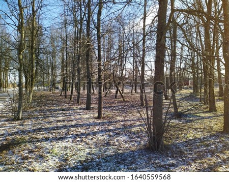 trees in the park at the beginning of winter in the daytime