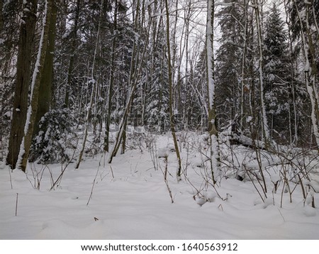 winter forest landscape in the daytime