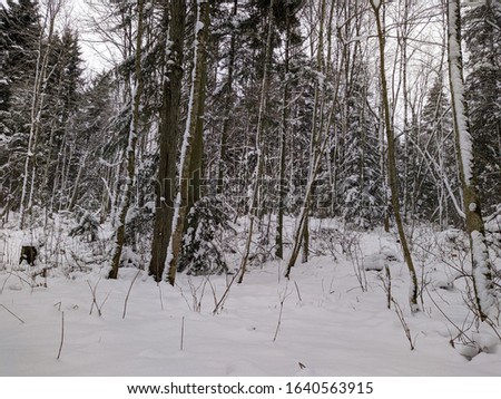 winter forest landscape in the daytime