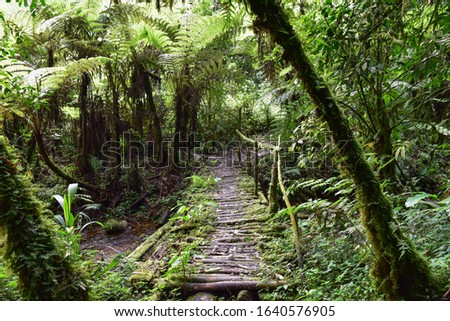 Bwindi Impenetrable Forest National Park, Waterfalls and Rivers, Uganda Royalty-Free Stock Photo #1640576905
