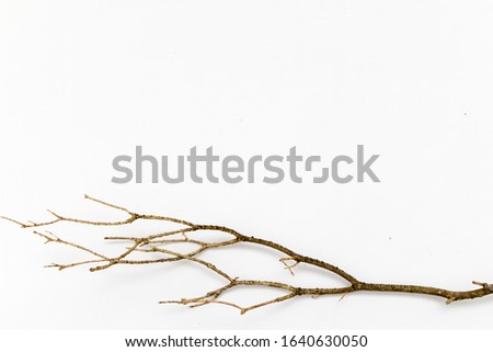 dry branch isolated in white background