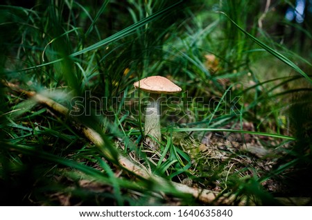 
brown mushroom in the summer park