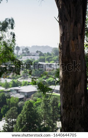 Large tree standing on the hills of West Hollywood, with houses and mountains in the background, on a sunny summer day.