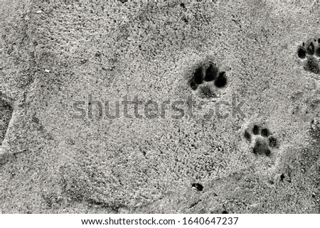 Dog footsteps on gray concrete block. Monochrome picture.