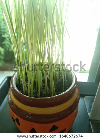 A picture of a sapling of a growing green rice tree on a flower pot to decorate.