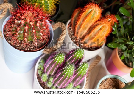 Neon colors cacti in pots unusual flowers - modern home gardening background. Vivid, bright, vibrant color exotic cactus in pastel color flower pots - beautiful nature indoors concept with copy space.